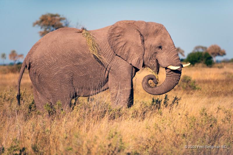 20090616_161516 D3 X1.jpg - Elephants